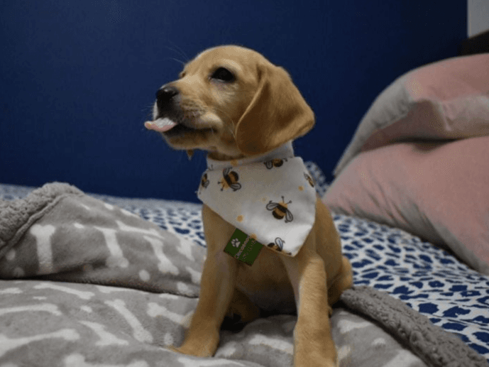 Apply to foster a dog