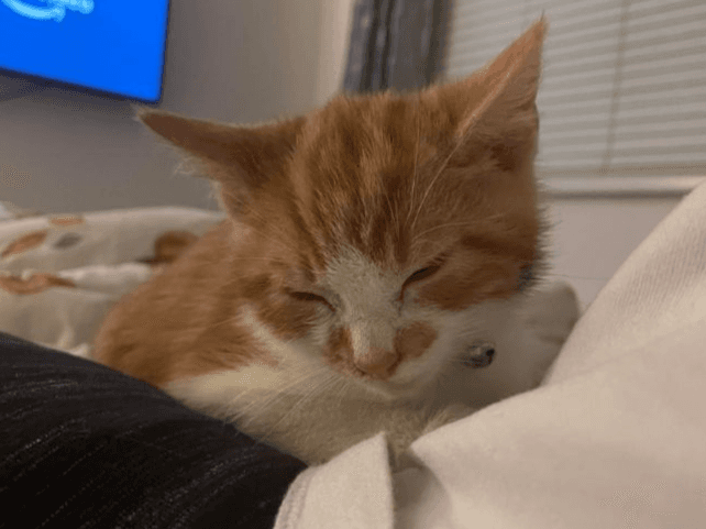 Apply to foster a cat