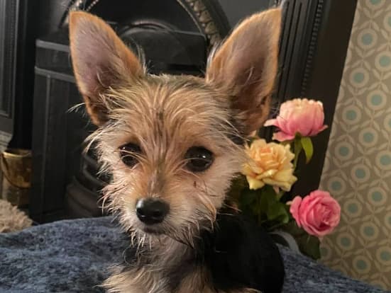 Willow
