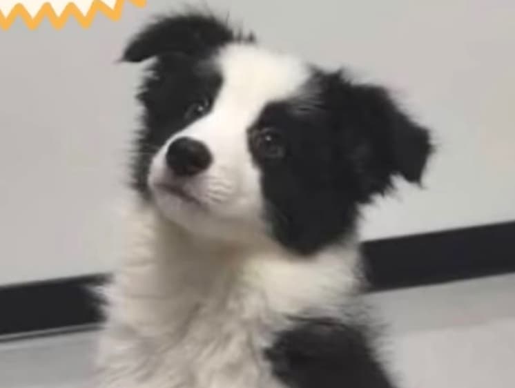 Collie pups
