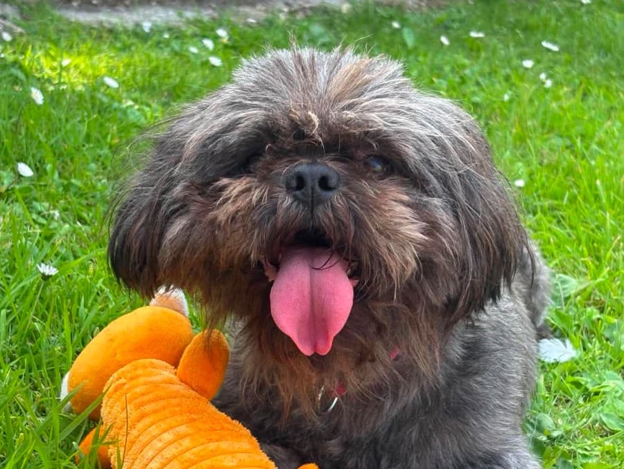 Lyla