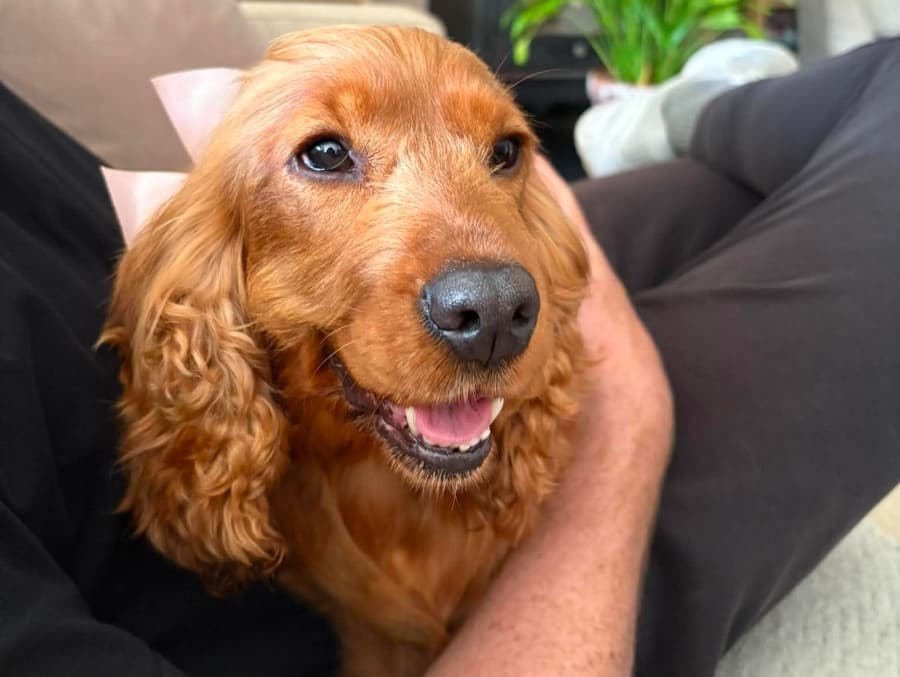 Hazel