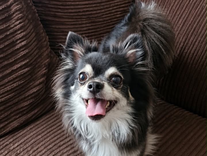 Buddy 