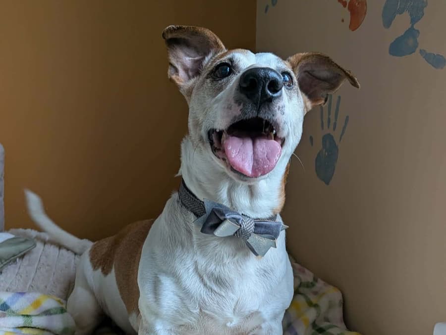 Ringo 