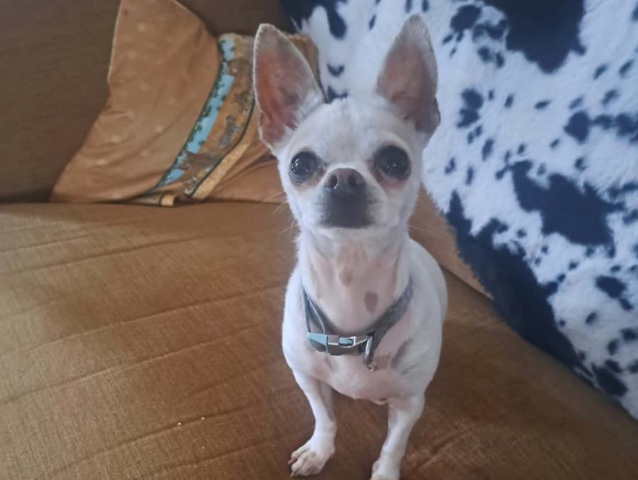 Rocco