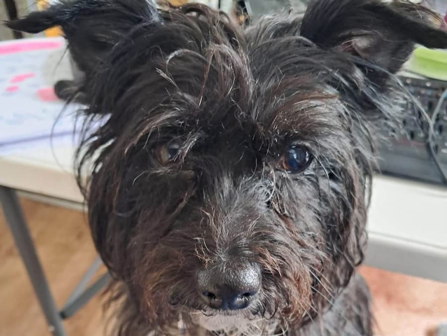 Millie 