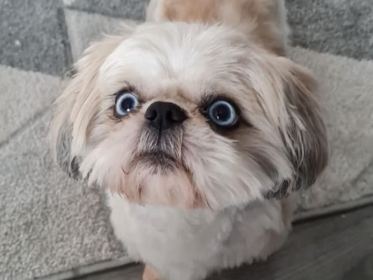 Teddy