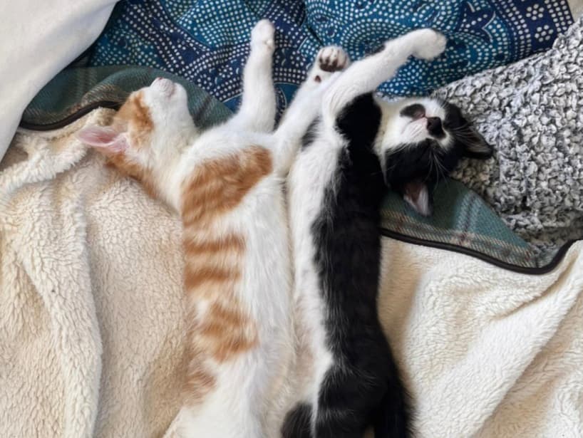 Smudge & Tank