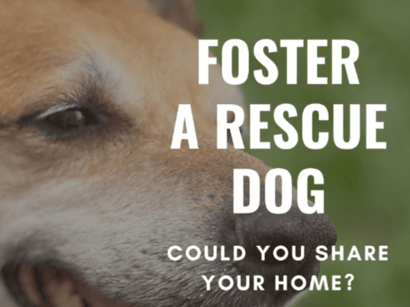 Apply to foster