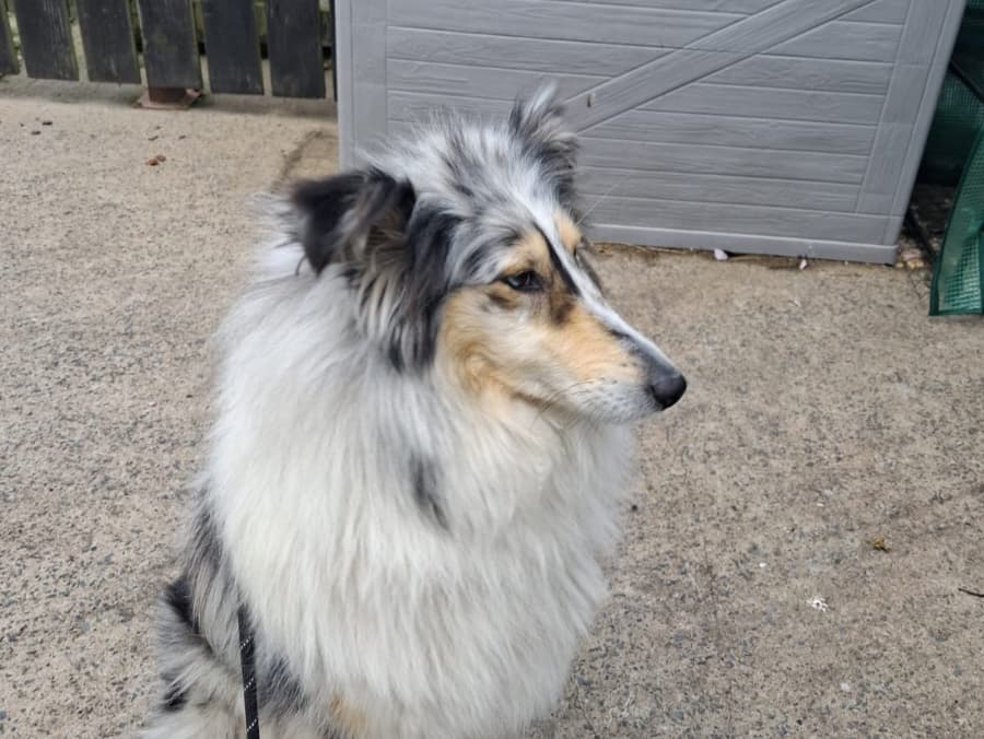Willow