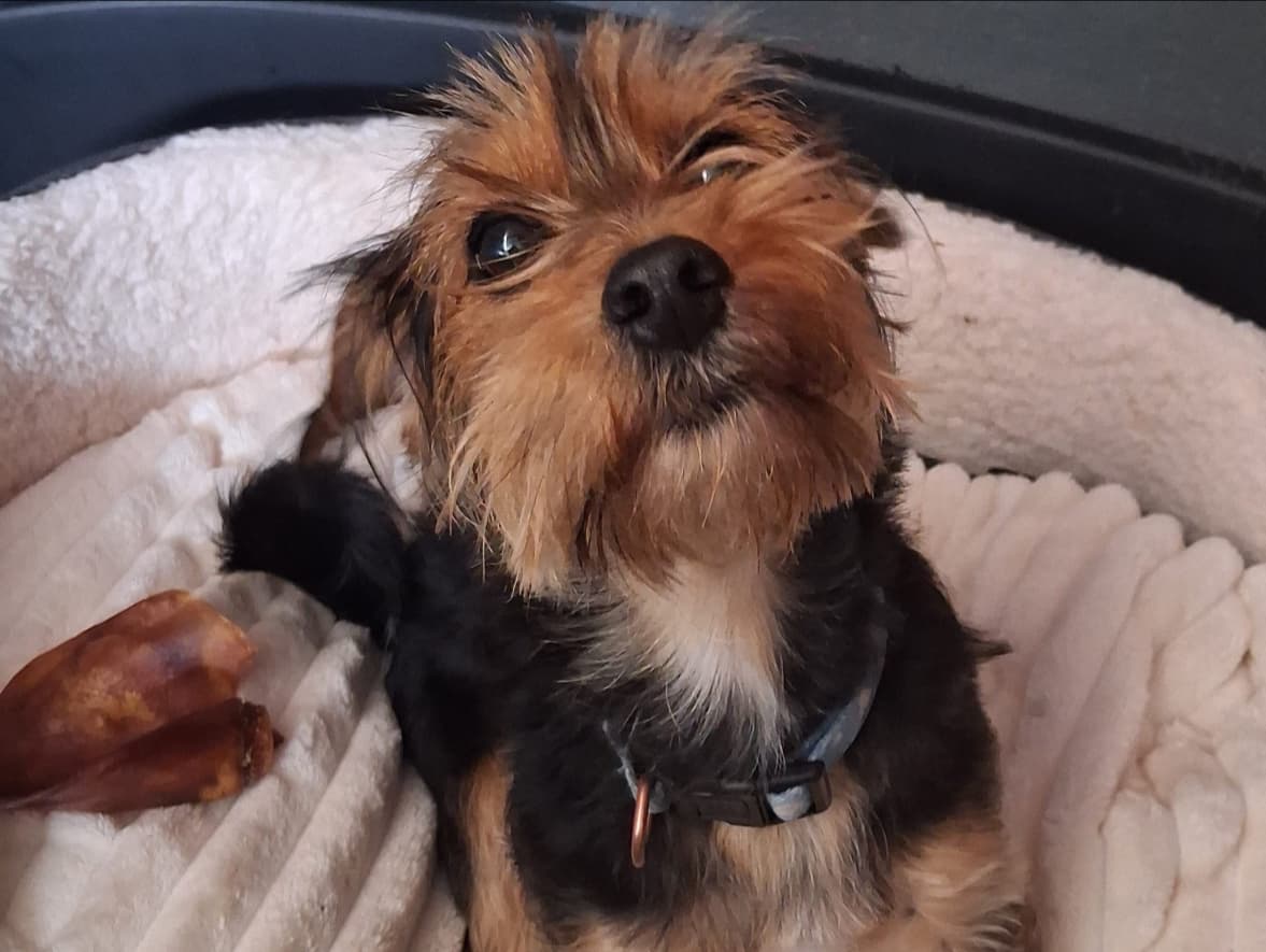 Alfie