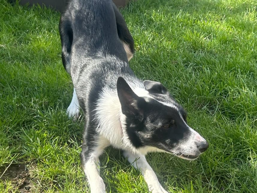Oscar