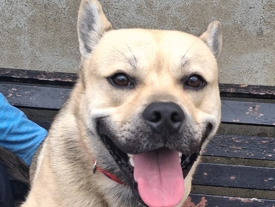 Koba