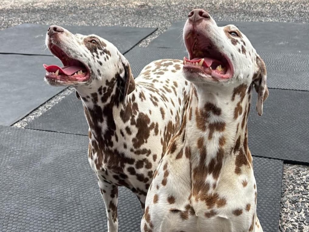 Charley & Milly