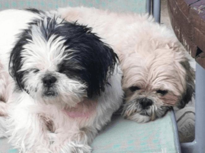 Gizmo and Rocco 