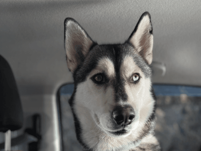 Kobi