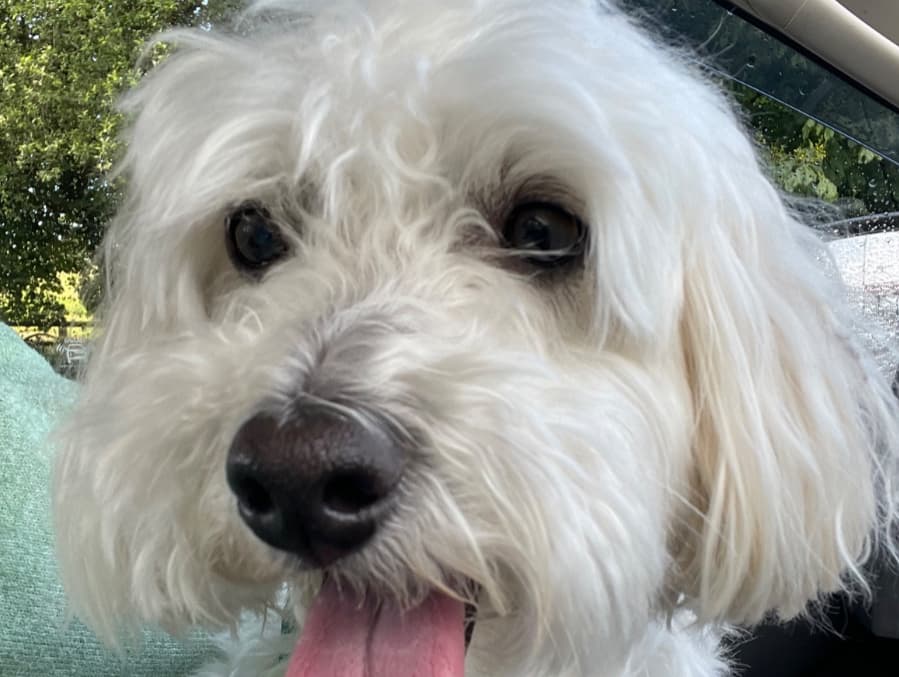 Arlo