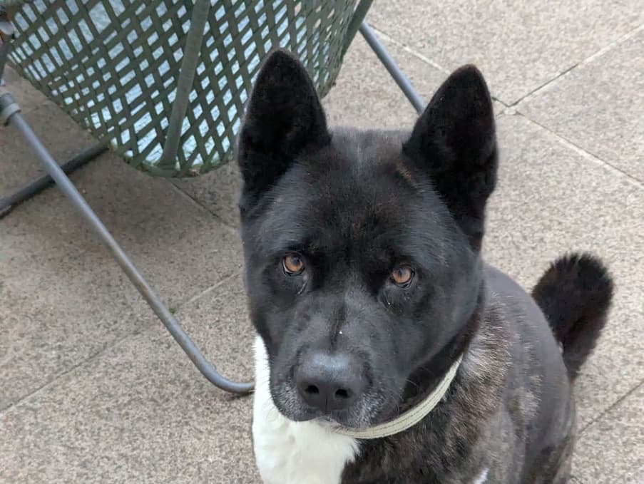Dakota