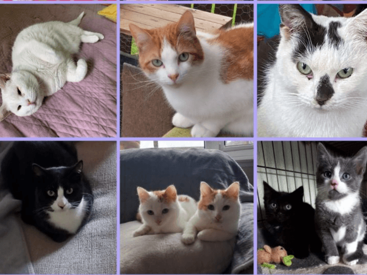 General adoption inquiry