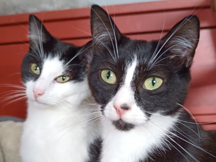 Tucker and ShuShu