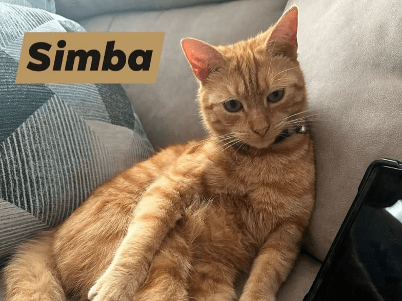 Simba (FIV+) and Cali (heart murmur)