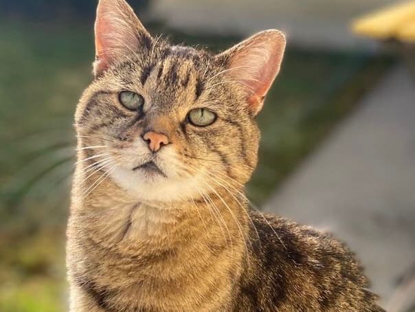 Kiki
