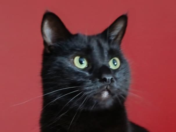 Churro🩵 (adopt a shy cat)