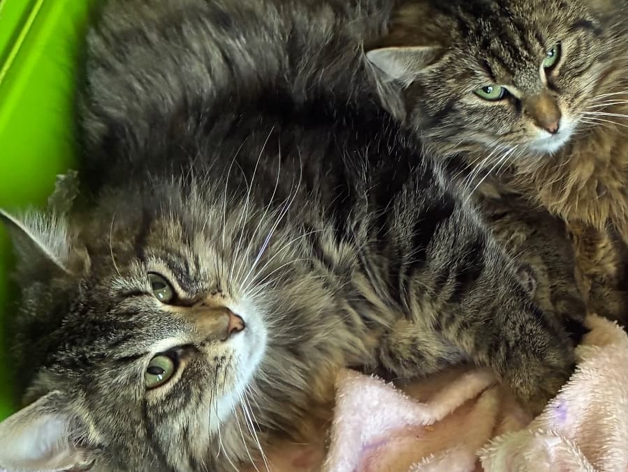 Fluffy tabby siblings.(Adopt a shy cat). Brother and sister. 