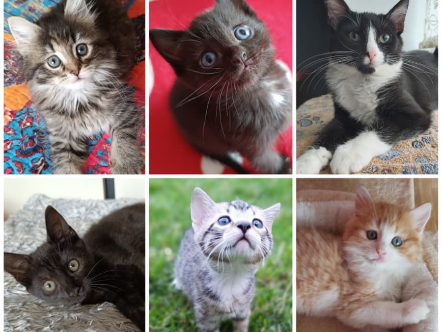KITTEN General Adoption Enquiry