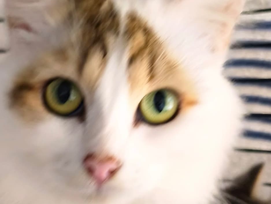Trina and her kitten together