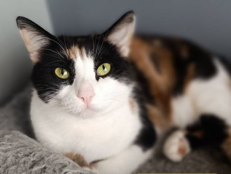 Millie🩷 (adopt a shy cat)