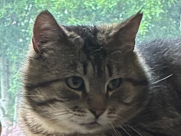 Hugo
