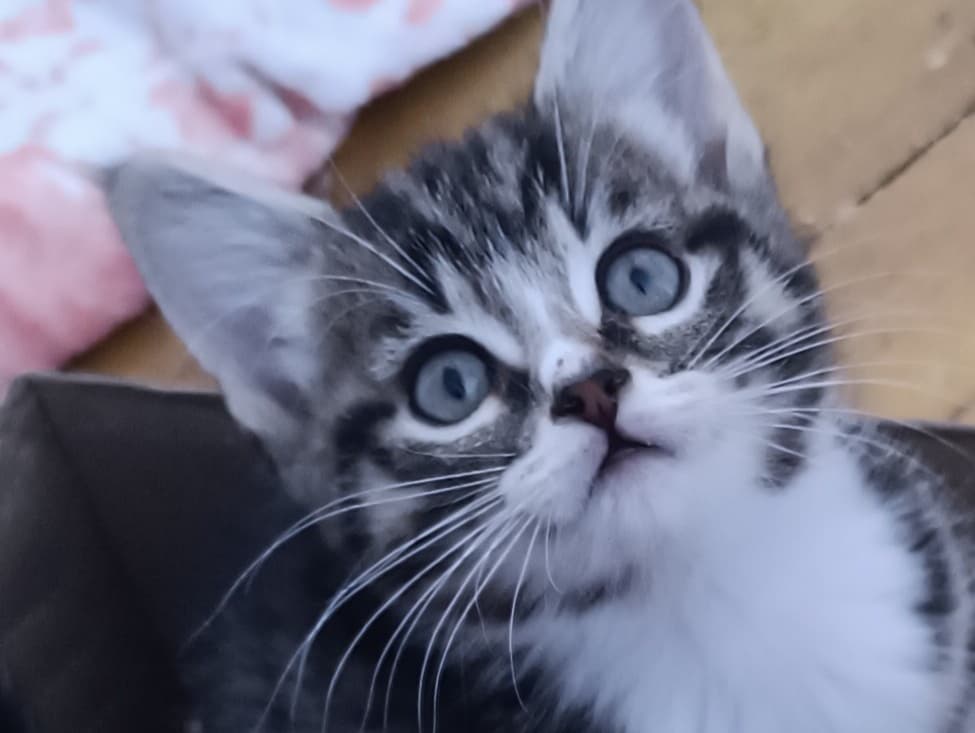 Mimi