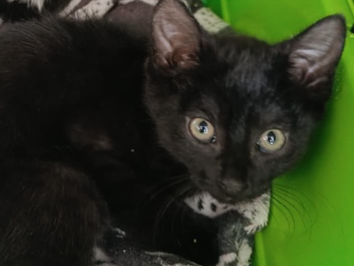 Lilou