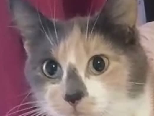 Fifi