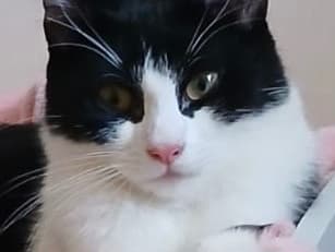 Calico