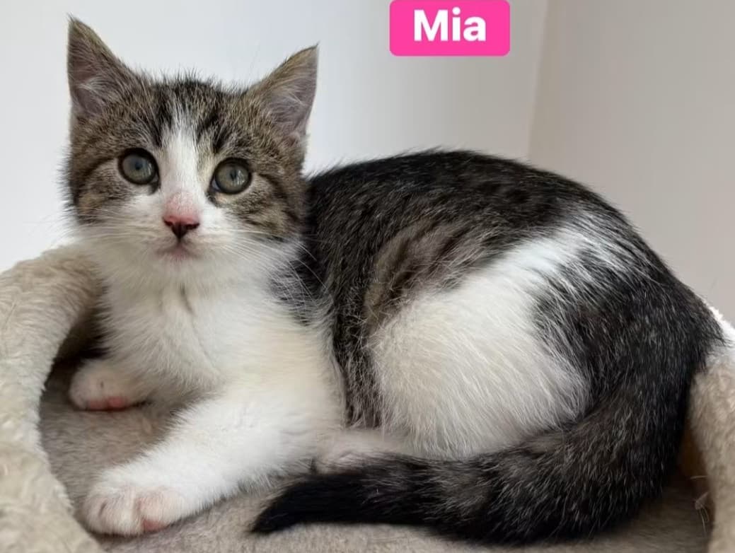 Mia