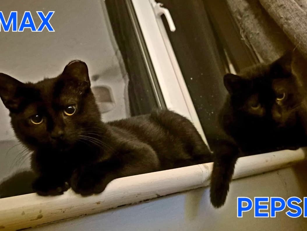 Pepsi and Max