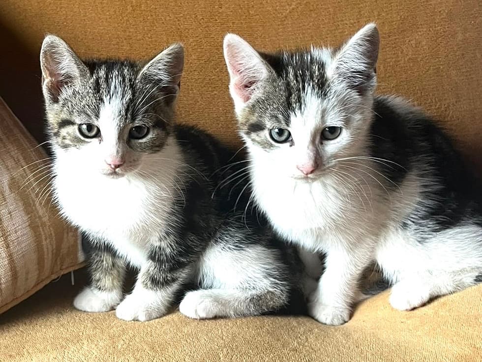 Sibling kittens