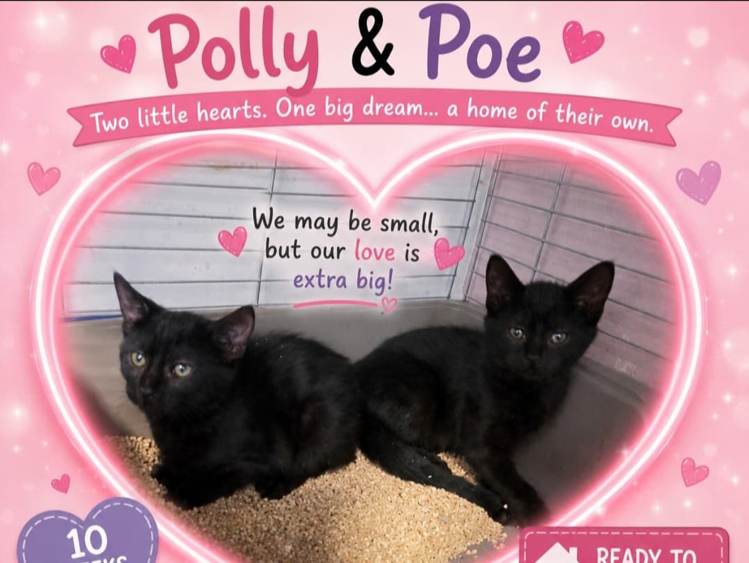 Polly and Poe 