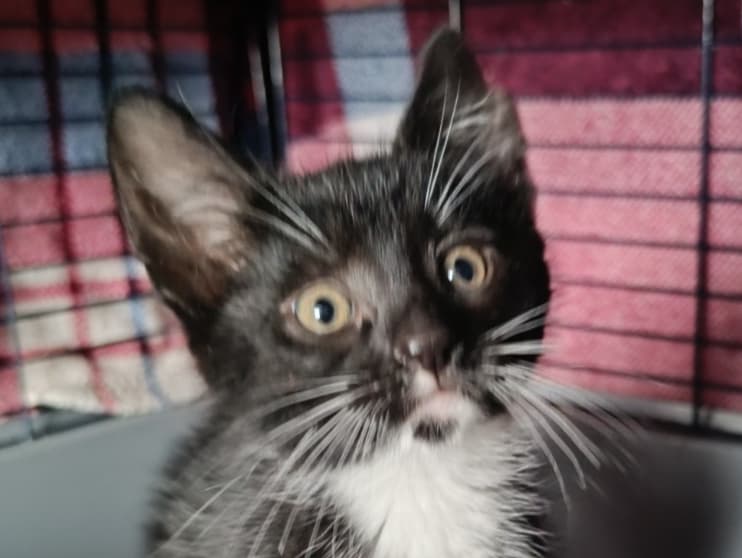Frankie