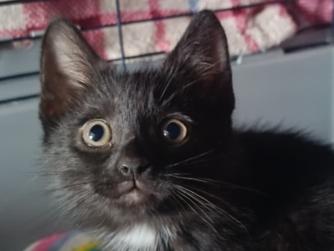 Oscar