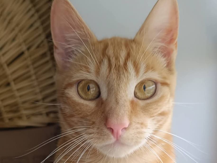 Gingy (adopt a shy cat)