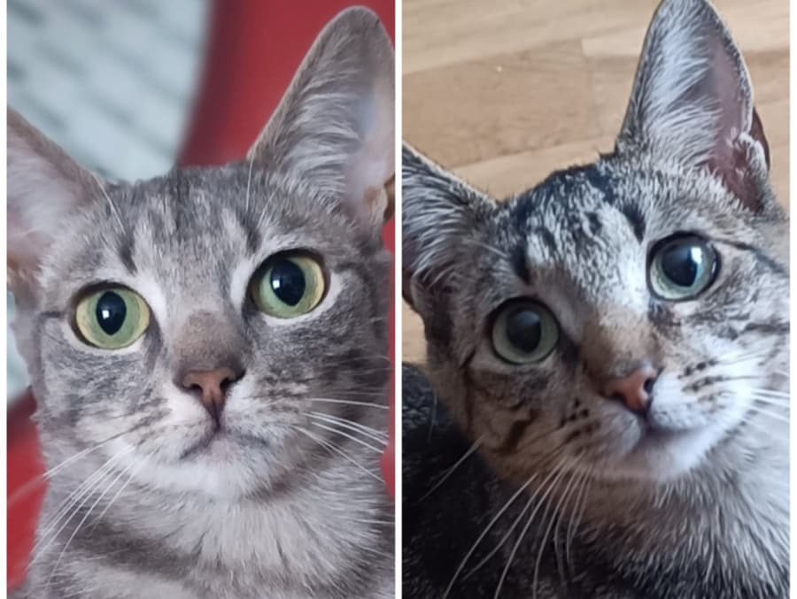 Flora and Faye (adopt a shy cat)