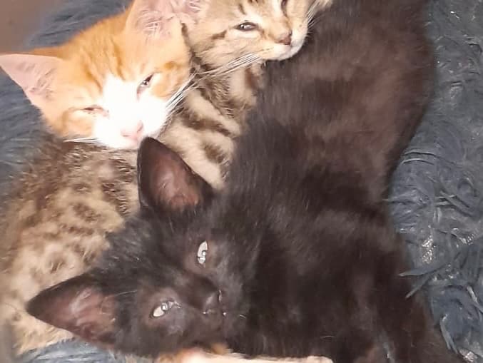 Sibling kittenss