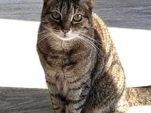Simba