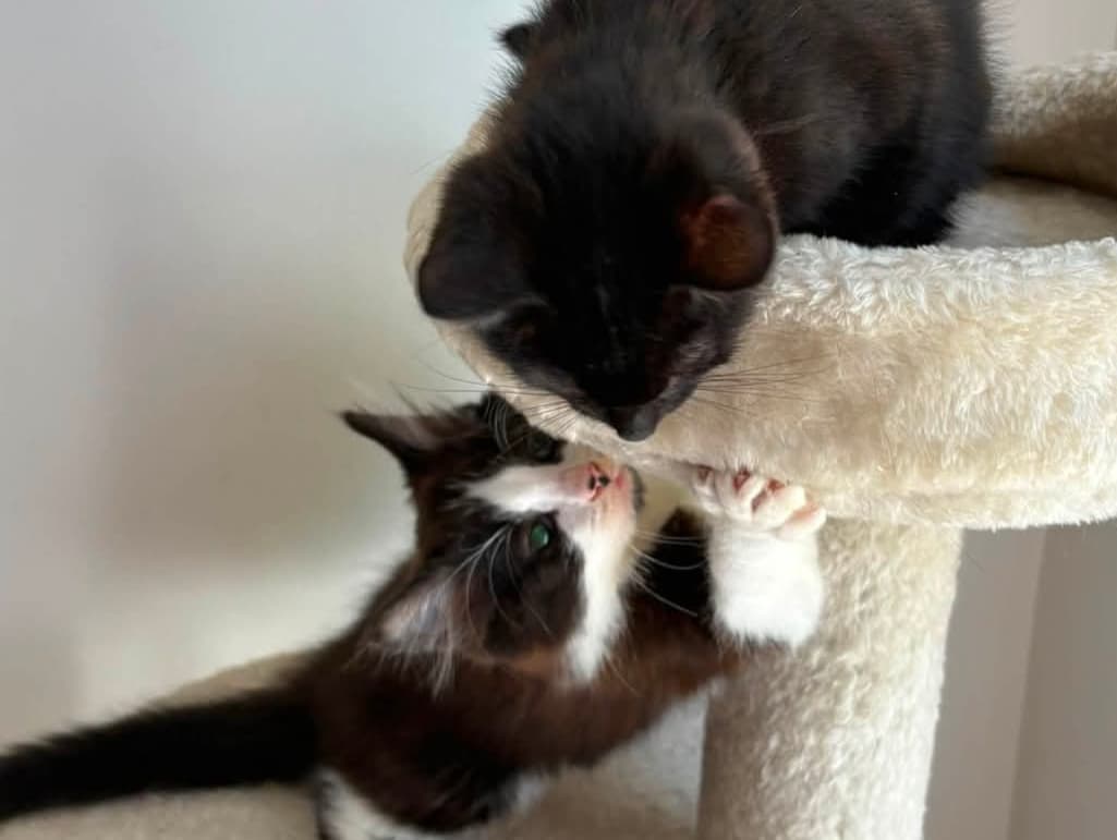 Jett and Buttons