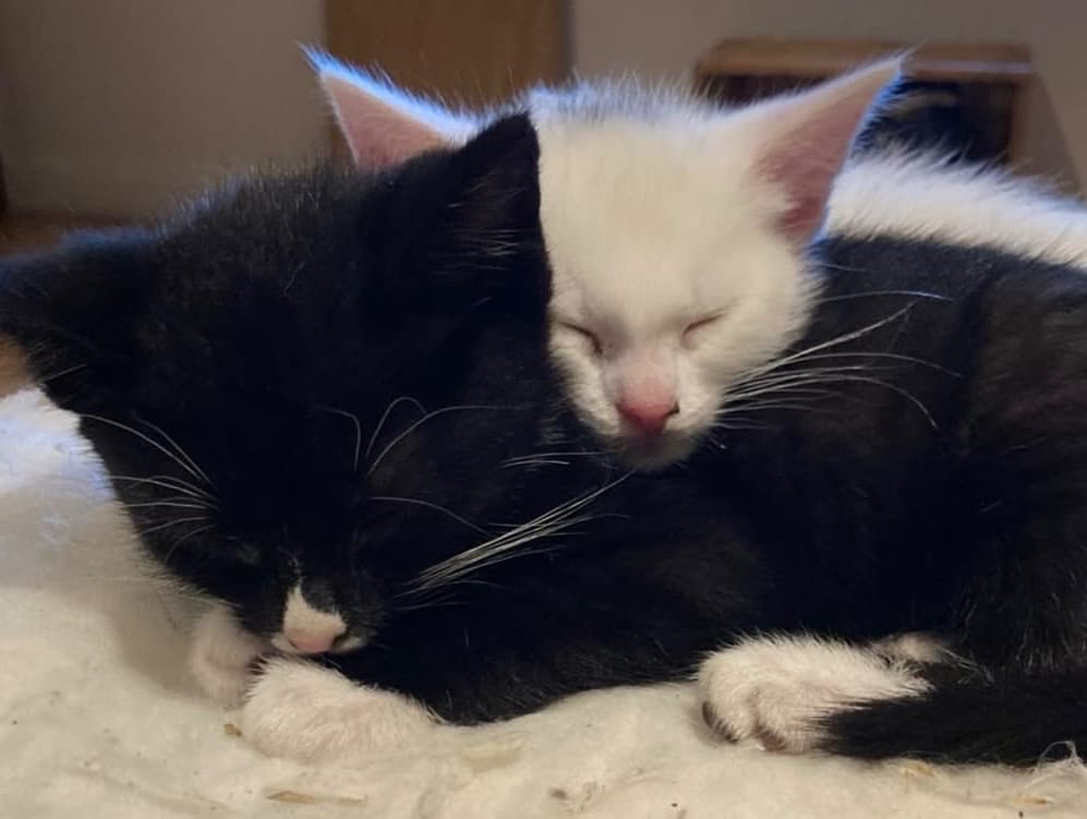 Raven and Pangur