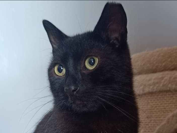 Black Velvet