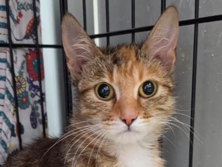 Lady adopt a shy cat